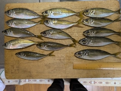 アジの釣果