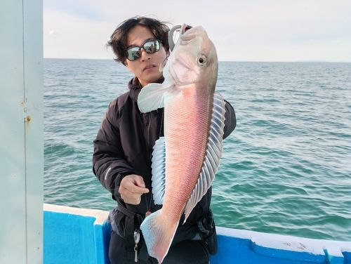 アマダイの釣果