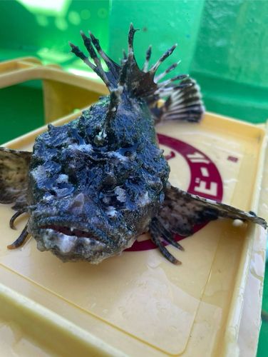 オニオコゼの釣果