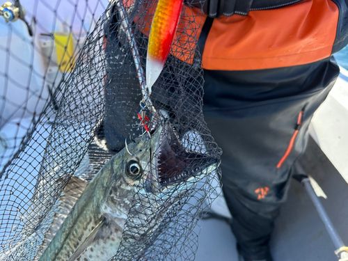 サワラの釣果