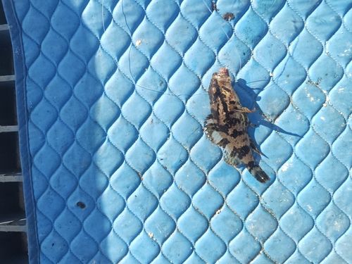 タケノコメバルの釣果