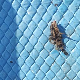 タケノコメバル