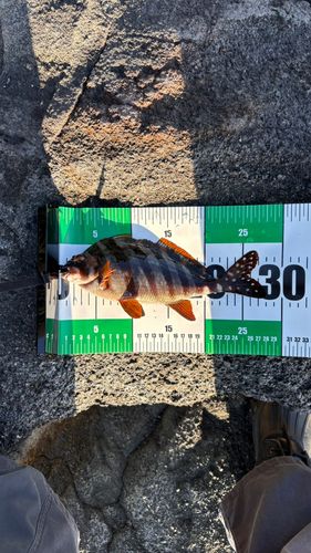 タカノハダイの釣果