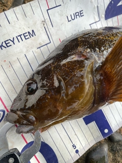 アイナメの釣果