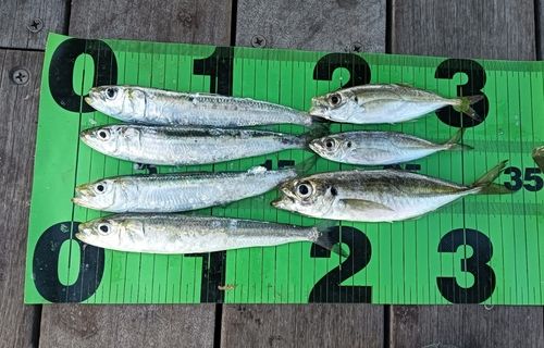 イワシの釣果
