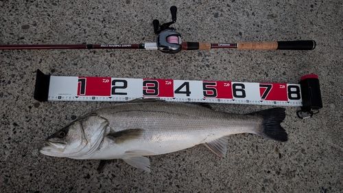 スズキの釣果