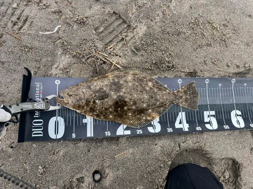 ヒラメの釣果