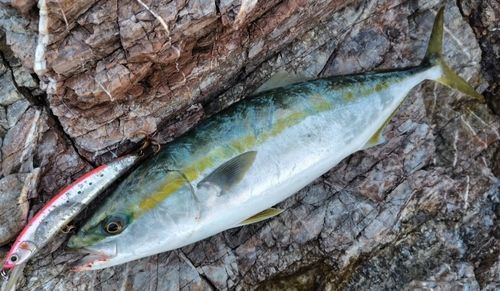 ヒラマサの釣果