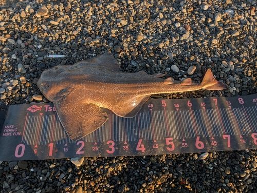 カスザメの釣果