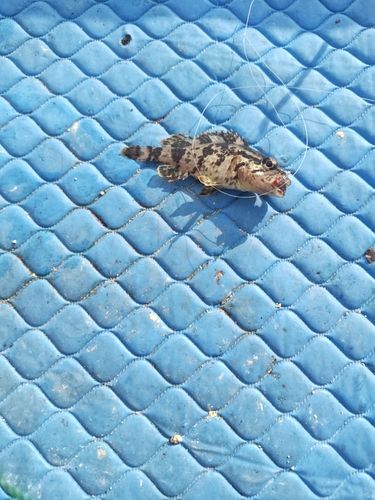 タケノコメバルの釣果