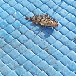 タケノコメバル