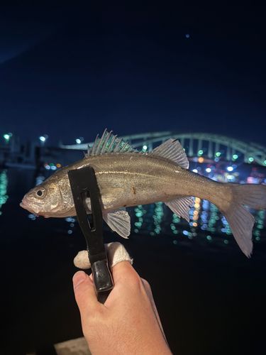 セイゴ（マルスズキ）の釣果