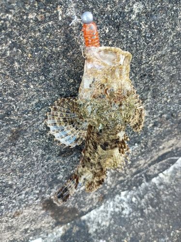 住吉漁港（高知）