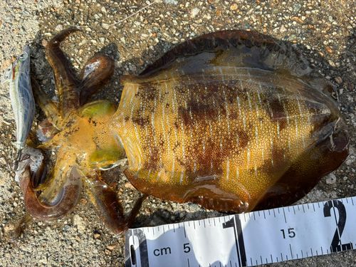 アオリイカの釣果