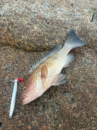 オオモンハタの釣果