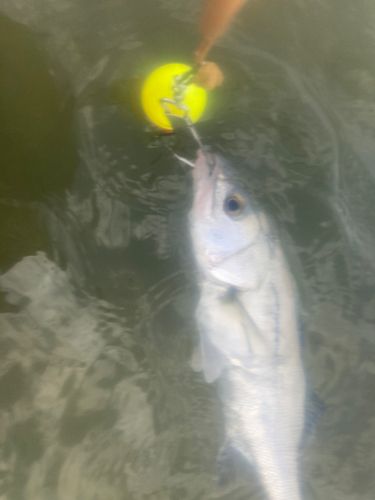 セイゴ（マルスズキ）の釣果