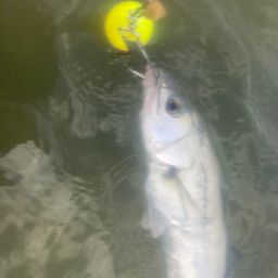 セイゴ（マルスズキ）