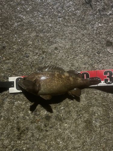 エゾメバルの釣果