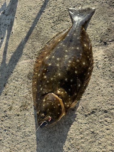 ヒラメの釣果
