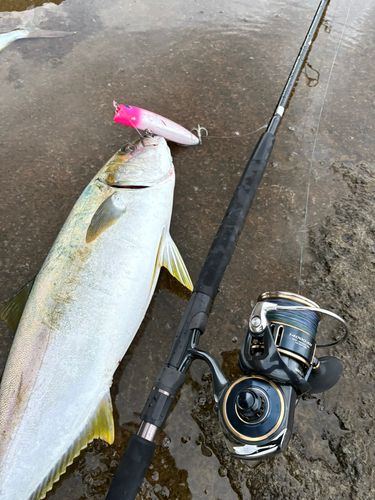 ヒラマサの釣果