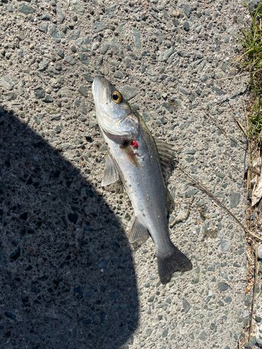 スズキの釣果