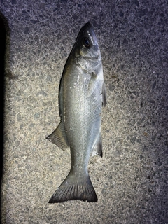 セイゴ（ヒラスズキ）の釣果