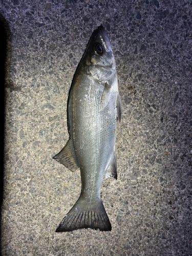 セイゴ（ヒラスズキ）の釣果