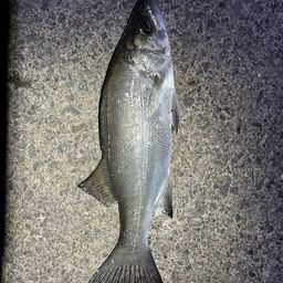 セイゴ（ヒラスズキ）