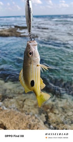 ニセクロホシフエダイの釣果
