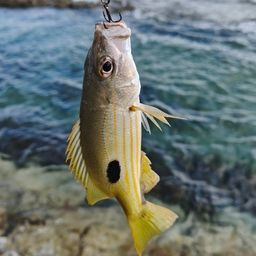 ニセクロホシフエダイ