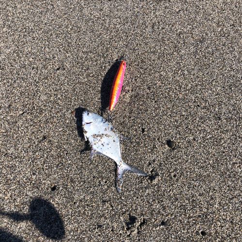 コバンアジの釣果