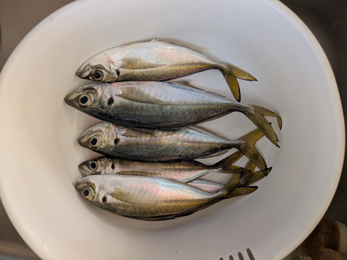 そろそろ釣れるさんの釣果 2枚目の画像