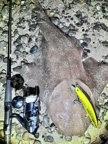 カスザメの釣果