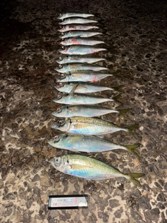アジの釣果