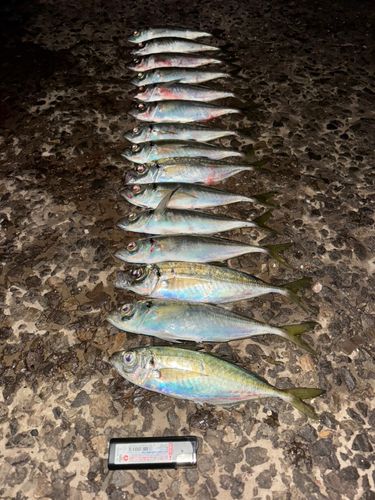 アジの釣果