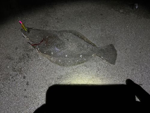 ヒラメの釣果