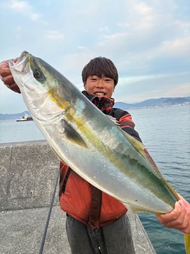 ハマチの釣果