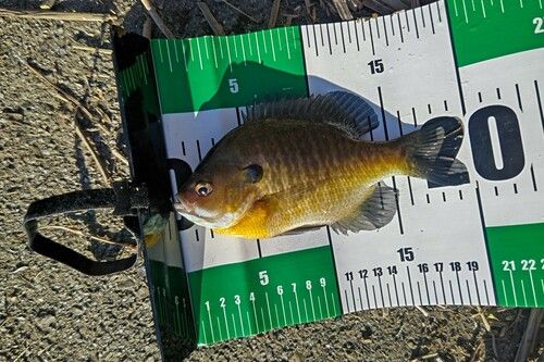 ブルーギルの釣果