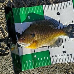 ブルーギル