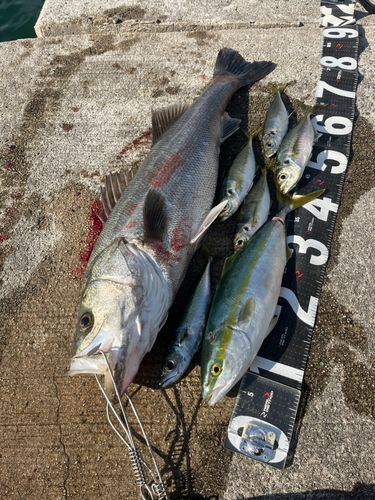 シーバスの釣果