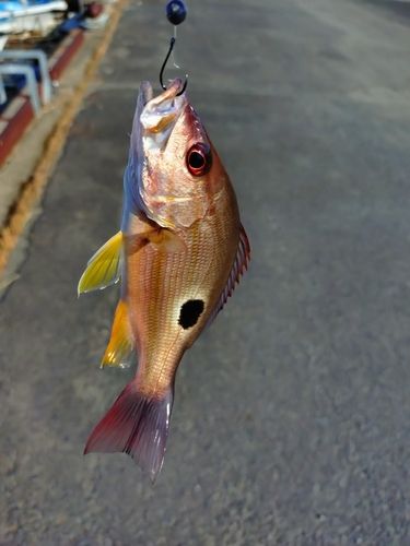 クロホシフエダイの釣果