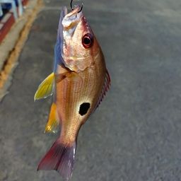 クロホシフエダイ