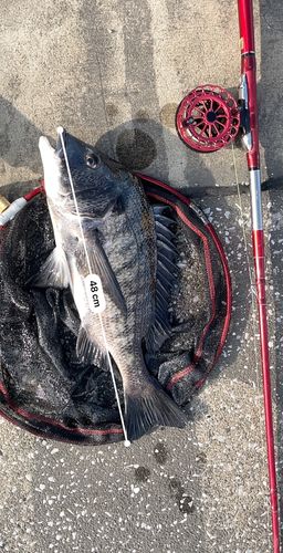 クロダイの釣果