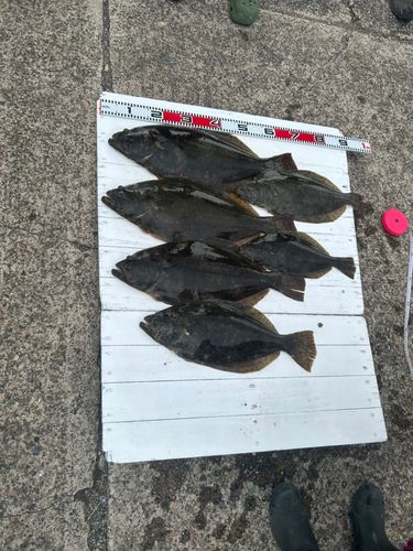 ヒラメの釣果