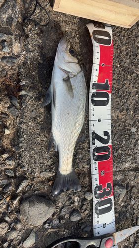 セイゴ（ヒラスズキ）の釣果