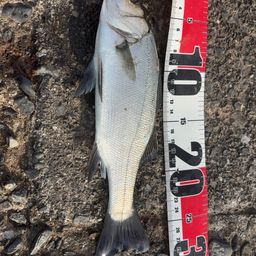 セイゴ（ヒラスズキ）