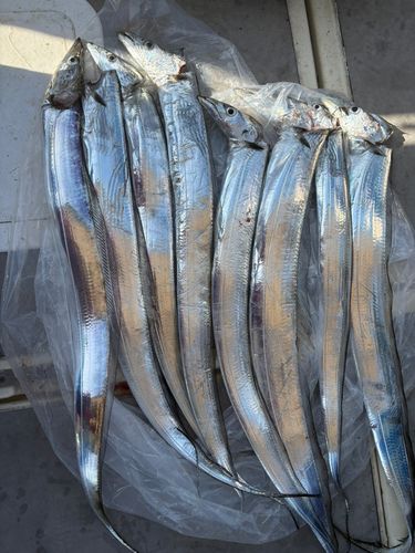 タチウオの釣果