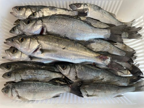 セイゴ（マルスズキ）の釣果