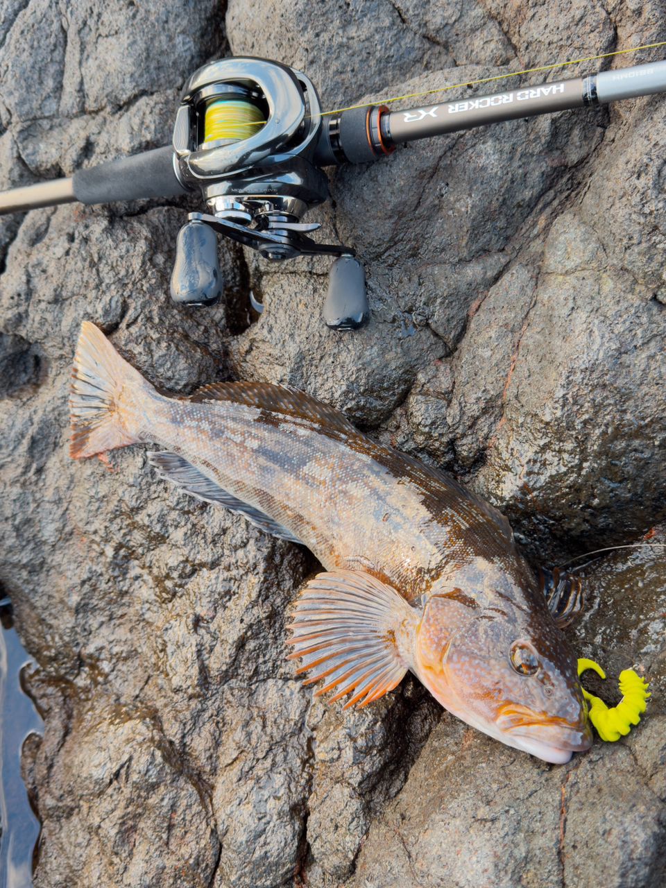 SHIMANO 20ハードロッカー XR B810MHの最安値・インプレ・釣果 | 本音