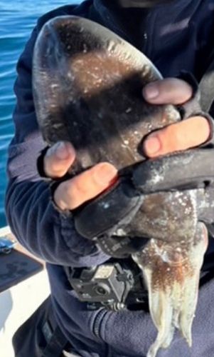 モンゴウイカの釣果